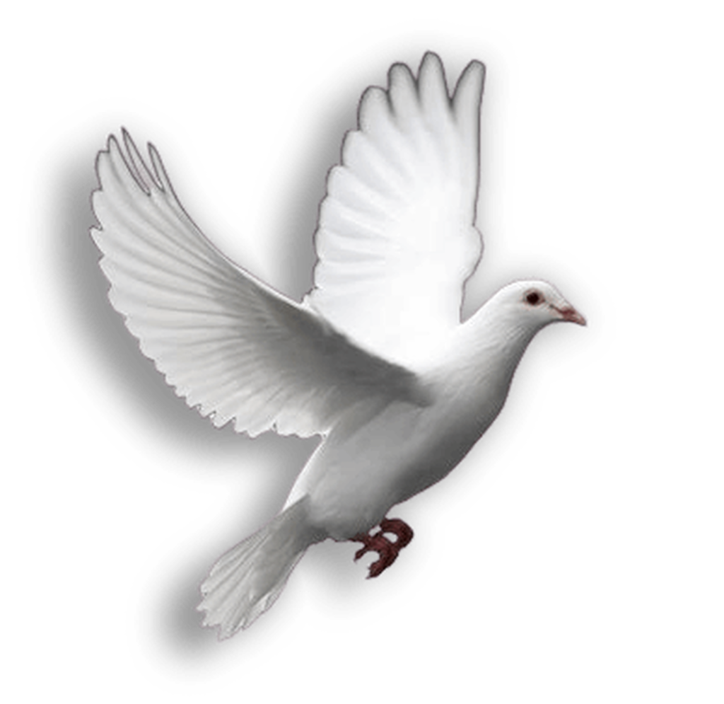 Dove Flying
